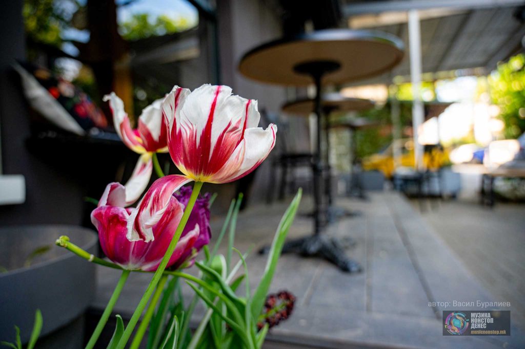 Улица 22, кафуле во центарот на Скопје